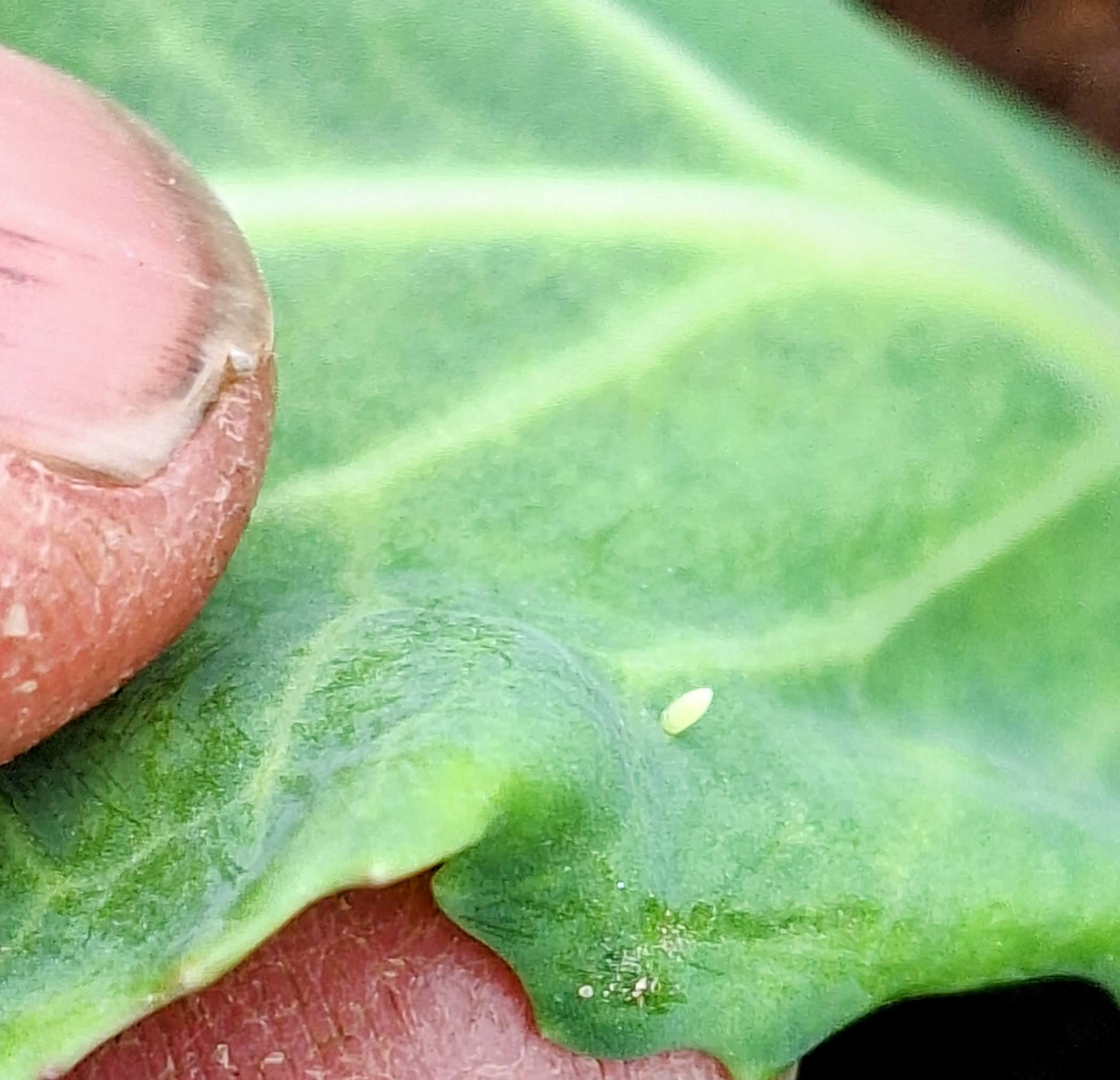 Eggs of imported cabbage worm on a leaf.